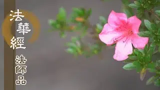 【靜思妙蓮華】法華經法師品 - 修習法華 得近泥洹 - 20220905 第1234集