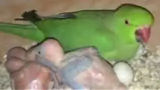 Raw and ringneck breeding progress/breeding tips.