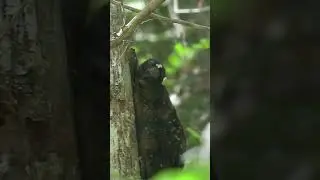 A Unique #Animal Here in the Philippines | Flying #Lemur #kagwang o #Colugo | Watch full story⤵⤵⤵