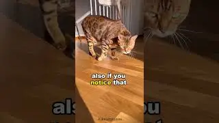 3 ways to know if your cat is angry. #cat