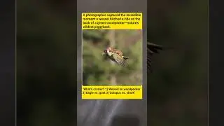 Weasel Rides a Woodpecker Like a Boss (Wildest Nature Moment Ever!)