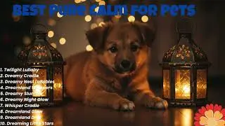 Relax with a Puppy: Unwind Under Eid Lanterns Tonight
