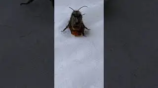 Huckepack & Piggyback 🐝♀️ & 🐝♂️