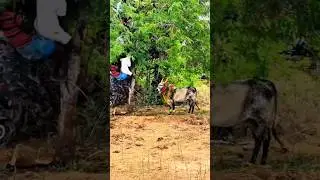 #maatupongal #pongalcelebration #pongalfestival #tamilnadu #harvestfestival #pongaltradition #funny