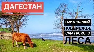 Побережье Самурского леса. Приморский. Дагестан