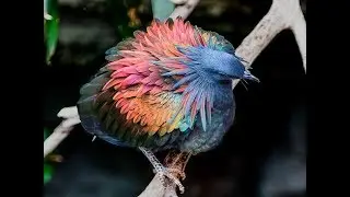 The Extinct Dodo Bird With Incredibly Colorful Iridescent Feathers
