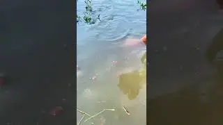 Girl Lucy Baby Cute Catching Fish #beautiful #girl #fishing #trending #shorts