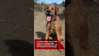 5 Qualities About Boxerdoodles That Make Them Pawfect Pets!
