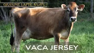 ❗V a c a  ,, JERSEY 