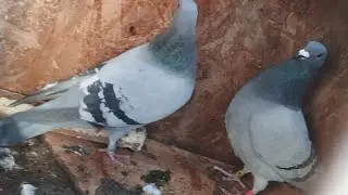 Video pe la porumbei !!!😘Urmează niste achiziție 😘