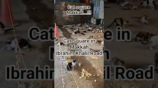 cat square in Makkah #haram #love #cats