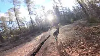 Onaping Falls 1 Dog Bike Time Trial - Bobber