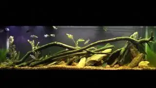 Golden Shiners Feeding Frenzy in My Native Tank
