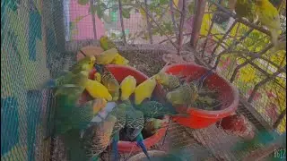 பறவைகள் விரும்பி உண்ணும்  உணவு  |Lovebirds LOVES THESE FOOD food list| tamil