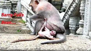 Old Mama Barry Still Harder Warning Tiny Baby Bean To Fall In The Ground As He Rapidly To Disturb