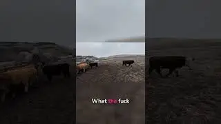 What are you doing? Buddy stuck! Funny pet antics.