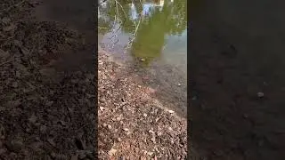 Как ловить черепах!