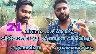 Chick hatching trick's... വിരിയാത്ത മുട്ടയും ഇനി ഇങ്ങനെ വിരിയിക്കാം