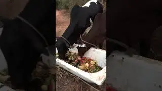 Cattle eating fruits
