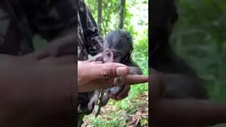 Beby monkey #music #remix #harehunting #berburu #nature #hunting #cover