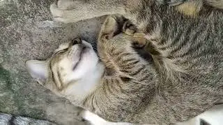 Sleeping cat   #cat #shorts