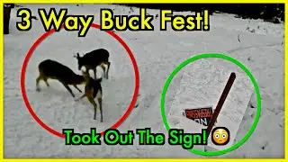 3 City Bucks Were Feeling Destructive Last Night!