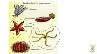 Los equinodermos. Características generales