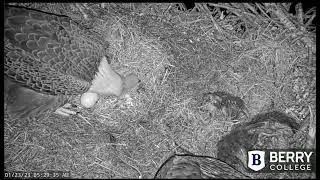 Berry College Eagles:  A brief view of Egg 2