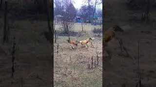 GIANT Brahma Rooster combat fight