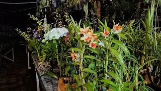 🔴Libe Malam Anggrek Jumbo Extra Obral🤩Id Cantik Super Koleksi✅️