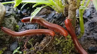 The Amazing Adaptation of Millipede Colonies: More Than Just Legs #Millipedes #NatureAdaptation