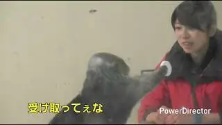 何度もMさんのとこに戻るキラちゃん【キラ】【メイ】【ラッコ】【鳥羽水族館】