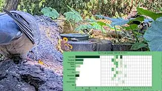 Daily TOP 10 Bird Songs 🐦 BirdNET-Pi Identifications🌳Wildlife & Forest Feeder De Mortel