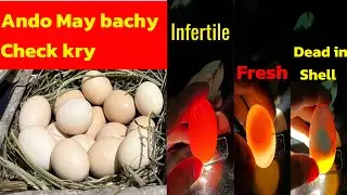 Egg candling .ando may bachay kesy dekhy