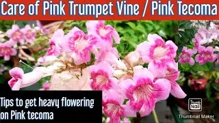 How to grow and care Pink Trumpet Vine/Pink Tecoma Plant, Tips to get heavy flowering on Pink Tecoma