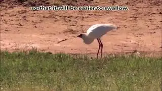 African Spoonbill eating a large Platanna frog