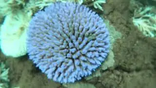 (Secondary) Sloping Island Simpson's Diversity & Eye on the Reef