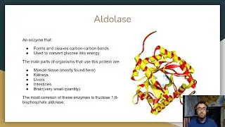 Glycolysis, Gluconeogenesis, and the Role of Aldolase Gene Expression