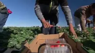 Strawberries - Harvesting