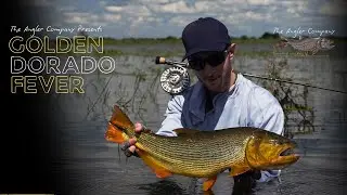 Golden Dorado Fly fishing in Argentina - The Angler Company
