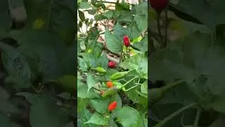 Se maduraron los aj&iacute;es. #permaculture #pimenton