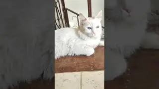 This cat has two colored eyes #short #shorts