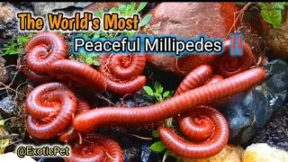 Millipede Colonies ,Uncovering the World of These Misunderstood Creatures  ​#MillipedeColony