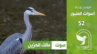 صوت مالك الحزين الزركي البلشون الرمادي Grey heron sound H&eacute;ron cendr&eacute;  Garza real