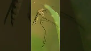 Mosquito Sounds (High-Pitched Insect Noise)