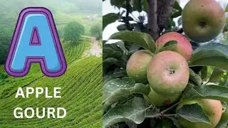 ABC Phonics Song | Alphabet letter sounds | ABC learning for toddlers | Education ABC Nursery Rhymes