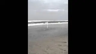 Egret on the beach
