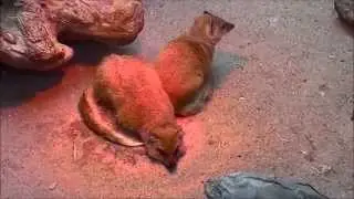Die Fuchsmanguste (Cynictis penicillata)