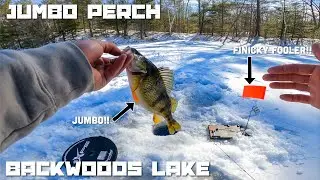 Ice Fishing for Jumbo Perch on a Backwoods Lake in Northern Wisconsin (3-7-2025)