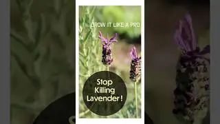 The #1 Reason Lavender Dies (and how to fix it) 🌿✨